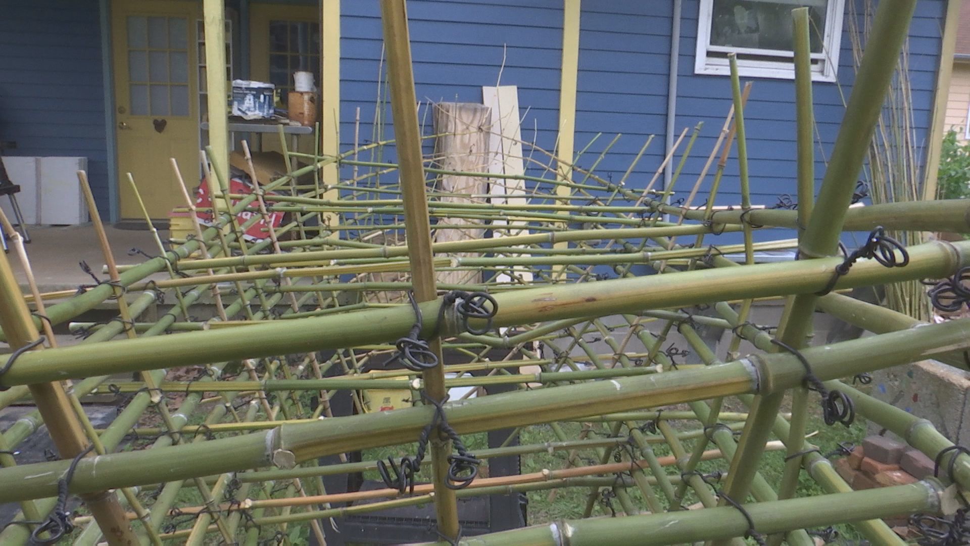 bamboo